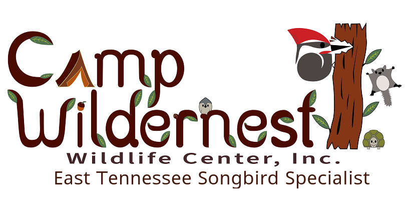 Camp Wildernest